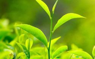 Green Tea Fertilizer