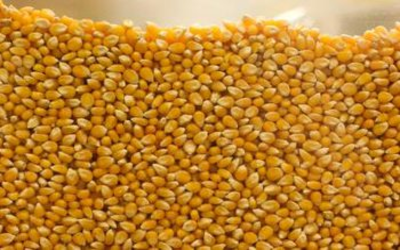 Corn Gluten Meal Fertilizer